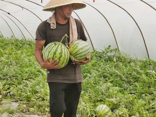 林州市吃瓜视频,揭秘当地美食文化盛宴