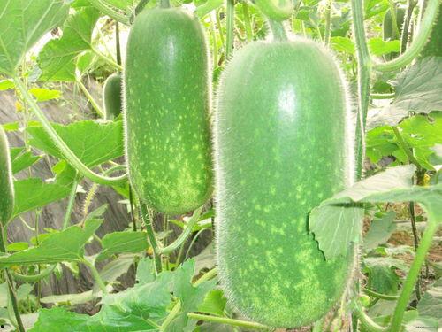 吃瓜恶心视频内容大全,吃瓜恶心视频内容大盘点