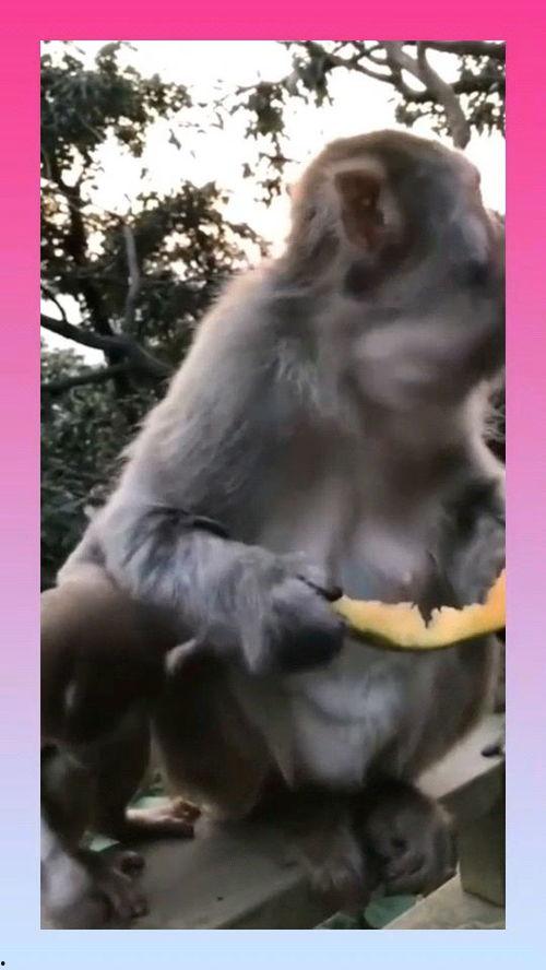 猴吃瓜背景视频文案,趣味横生的自然奇观
