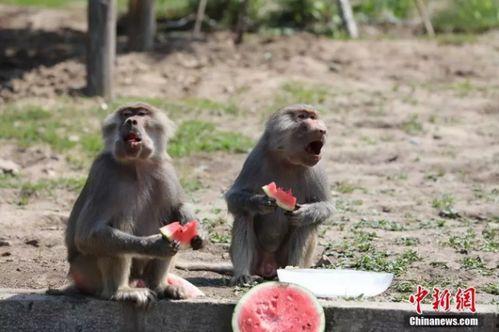 在动物园吃瓜视频,吃瓜群众见证动物们的悠闲时光