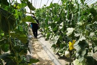 东北真实吃瓜视频大全,揭秘真实吃瓜视频大全背后的东北美食文化