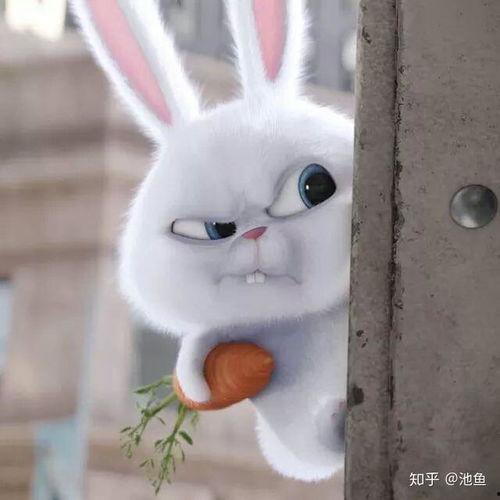 一只兔子大哥吃瓜视频,趣味横生的动物日常