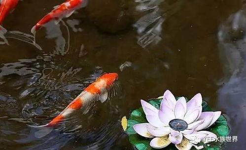 锦鲤拿趣华妃吃瓜视频,揭秘娱乐圈幕后风云