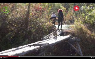 林区大雷吃瓜视频,揭秘神秘林区生活趣事