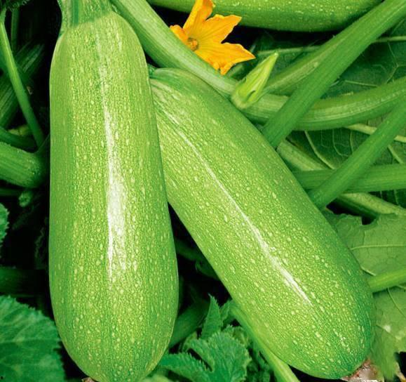 积石山空空的吃瓜视频,揭秘网红美食背后的故事