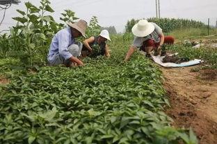 农民吃秋瓜视频,农民共享丰收喜悦