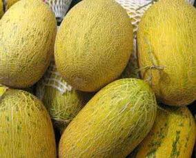 泰迪吃哈密瓜视频,萌态十足引网友爆笑