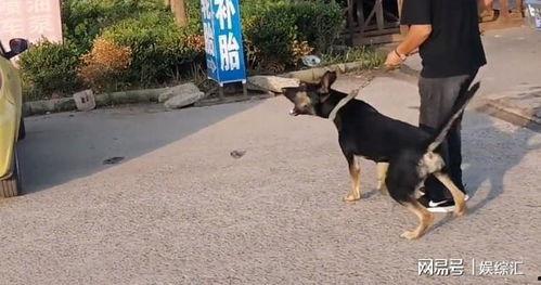 小狗吃瓜大妈吵架视频在线观看,小狗与大妈的激烈争吵现场直播