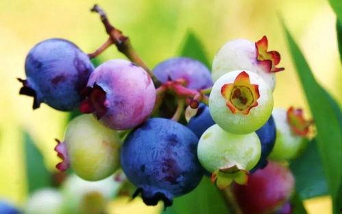 安静公主吃八月瓜视频,美味与挑战并存!